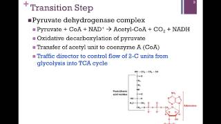 099Overview of TCA amp Transition Step [upl. by Merta]