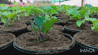 How to grow cineraria with full careGrow this flowering plant in shady area cinerariaRepoting easy [upl. by Mariette950]