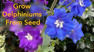 How to Grow Delphinium Flowers From Seed  From Planting Seed to Flowering Delphinium Plant [upl. by Eittel]