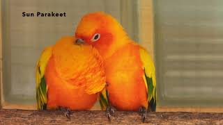 Sun Parakeets groom eachother [upl. by Ahsirahc]