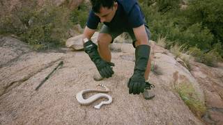 In the kingdom of the rattlesnake  Snake tracker [upl. by Tnomal]