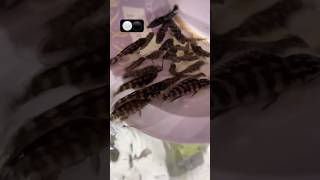 Cichlid Julidochromis Transcriptus Breeding aquariumfish shortvideo fishbreeding cichlids [upl. by Miehar]