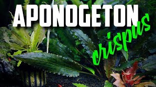 Easy To Grow Aquarium Plant Aponogeton Crispus [upl. by Attem508]