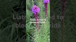 Liatris Spicata [upl. by Nolana609]