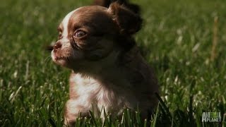 PocketSize Pups Play in Tall Grass  Too Cute [upl. by Saber]