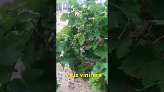 Vitis vinifera grapes 🍇🍇 fact garden fruit biology plants plantreels biology botany [upl. by Harrington]