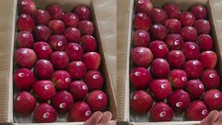 3 September 2024 Dhalli Mandi Apple Rate  Todays Apple Market Update  Himalayanfarming [upl. by Slosberg]