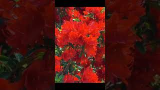 Rhododendron molle ssp flower 🌹shortvideo nature gardening amazingflower [upl. by Baptiste267]