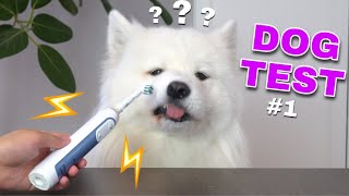 Dog Tests Different Human Items 1 [upl. by Ecnatsnoc53]