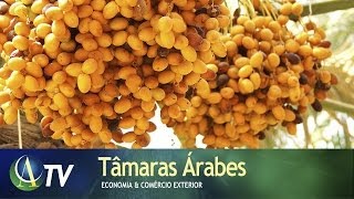 Tâmaras Árabes  Economia amp Comércio Exterior [upl. by Furgeson]