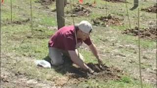 Planting the Grape Vines at the Breitenbach Valiant Vineyard [upl. by Eatnhoj]