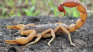 Scorpion  Wikipedia audio article [upl. by Ahdar]