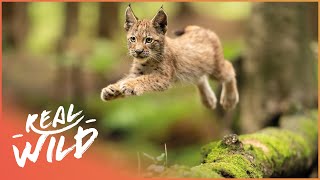 Exploring The Elegant Lynx In 4K  Lynx Documentary  Real Wild [upl. by Saunder91]