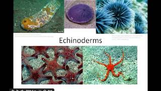 Mollusks and Echinoderms [upl. by Lirrad]