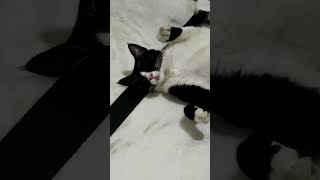 Billi ka natak trending cat viralshort [upl. by Isadora]