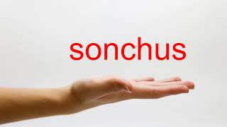 How to Pronounce sonchus  American English [upl. by Enytsuj]