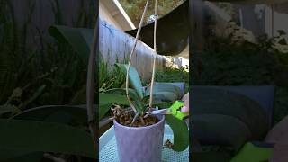 Phalaenopsis Orchid Repotting [upl. by Pierson]