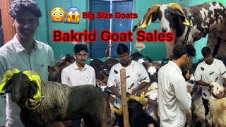 Retteri Goat🐐Bakrid sales MrGOAT0912 at old Washermenpet  13Jun2024 market bakrid goat [upl. by Nytsirk222]