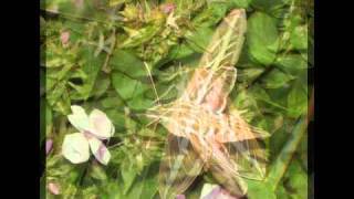 Giant Hummingbird Moth Close Ups of Huge Tounge stalked by Cat [upl. by Demetra596]