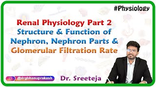 Renal Physiology Part 2 Structure amp function of Nephron Nephron parts amp Glomerular filtration rate [upl. by Sheedy]