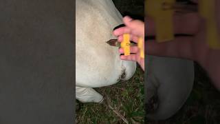 multivitamin injection into the worlds tamest bulls shorts short animals [upl. by Alie52]