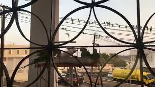 The more the merrier Sprightly parrots enlivens our yard in Muscat [upl. by Coniah]