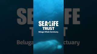 SEA LIFE TRUST Beluga Whale Sanctuary [upl. by Cogn]