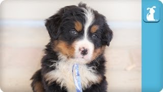 80 Seconds of Pure Adorable Bernese Mountain Puppies [upl. by Hak]