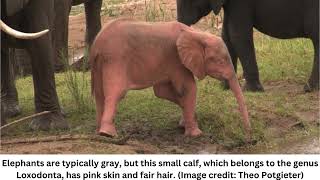 Watch a rare pink albino elephant baby playing by a waterhole in adorable footage [upl. by Vories]