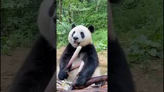 AmazingChina Panda Eats Bamboo Snack [upl. by Hahnke]