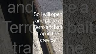 Terro liquid ant bait use BEFORE ants get inside [upl. by Notniuqal648]