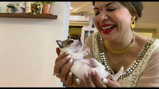 Chhota Babys First Diwali  Ss Vlogs [upl. by Gilmour]