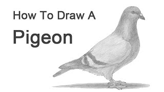 How to Draw a Pigeon [upl. by Alfons]