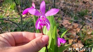 Bletilla Striata Showcase and Tips For Growing [upl. by Cosimo]