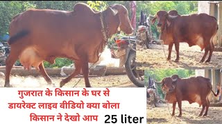 25 liter milk capacity gir cow 2nd lactation aravalidairyfarm Gujarat ki gir cow gay 9414745465 [upl. by Solomon475]