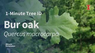 1Minute Tree ID  Bur oak Quercus macrocarpa [upl. by Floyd]