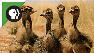 Baby Ostriches Hatching from Eggs [upl. by Marva417]