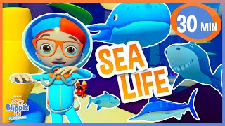 Blippi Roblox Sea Friend Search Adventure  Educational Videos for Kids [upl. by Parrish]