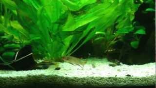 Pelvicachromis taeniatus quotNigeria Redquot first day [upl. by Nosle]