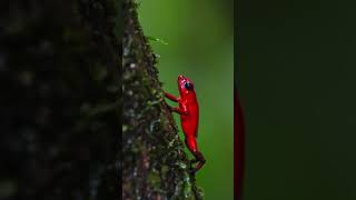 🐸 Dart frog  blue jeans frog 🐸 costarica travel animals wildlife reptiles animalencounters [upl. by Adnola246]