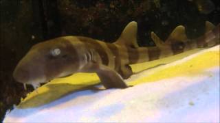 Brownbanded Bamboo Sharks feeding [upl. by Maiga]