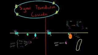 Signal Transduction Cascades MCAT Cellular Biology GCPR G Proteins Adenyl Cyclase PLC [upl. by Pachston]