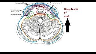 Anatomy of Deep Fascia in the Neck Explained [upl. by Henley]