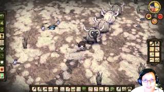 How to Safely Kill a Beefalo  Dont Starve [upl. by Nayrbo]