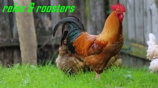 Roosters and relax music  hours for concentration rest meditation [upl. by Arednaxela]