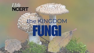 Part1 The Kingdom Fungi Characteristics Classification and Structure 11th NCERT Biology fungi [upl. by Namyh643]