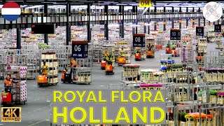 ROYAL FLORA HOLLAND │NETHERLANDS Just incredible Heres the largest flower auction in the world [upl. by Nairred]