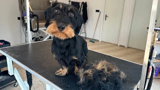 Grooming A Wire Haired Dachshund II Full Video [upl. by Radnaskela]