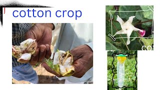 Pink Bollworm in Cottonकपास में गुलाबी सुंडी का💯इलाज Cotton pink bollworm control [upl. by Geis]