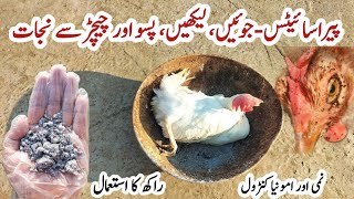 Uses of Wood Ash around your Chickens  Insecticides for Ecto and Endoparasites in Poultry Birds [upl. by Nitaf]